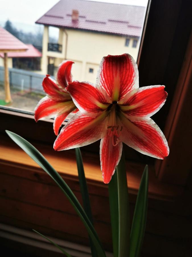 Вилла Jugul Taranului Agropensiune Polovragi, Gorj Экстерьер фото